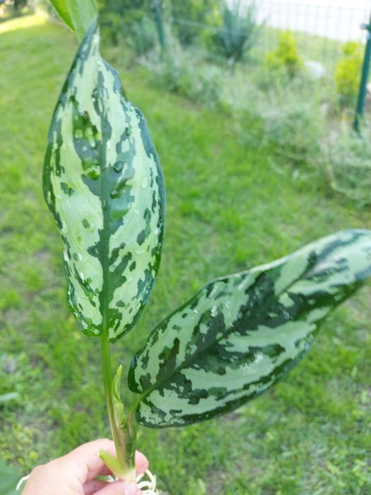aglaonema maria piękna roślina kolekcjonerska