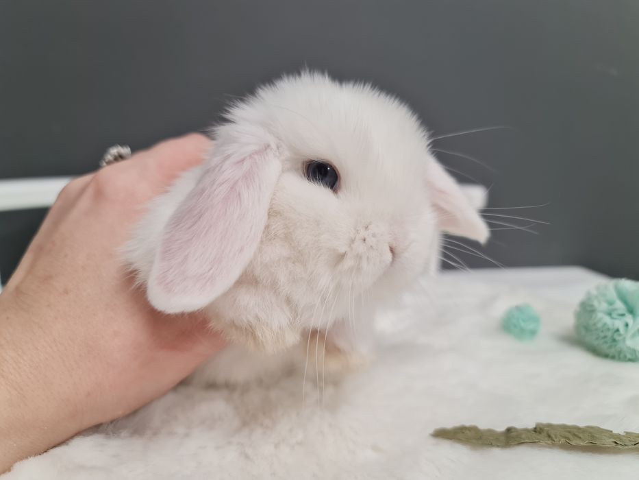 Mini lop królik króliczek miniaturka baranek hodowla transport