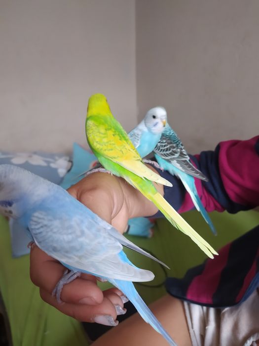 Papugi faliste oswojone