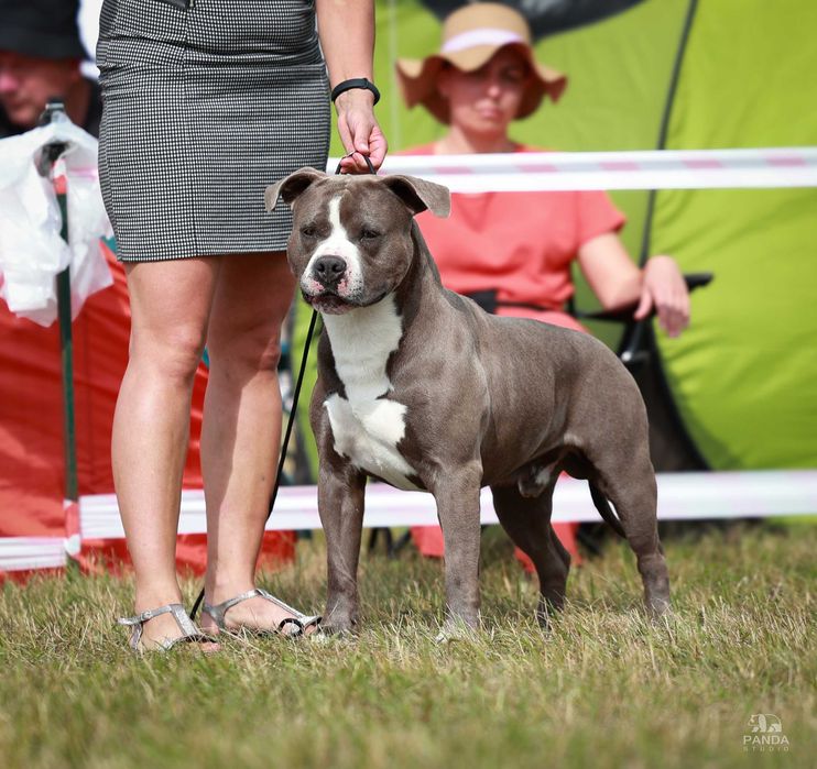 American Staffordshire Terrier ZKwP Amstaff FCI, mocny błękitny samiec