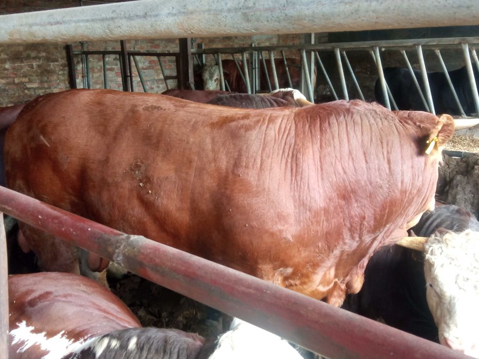 Byk hodowlany limousine 100% po inseminacji