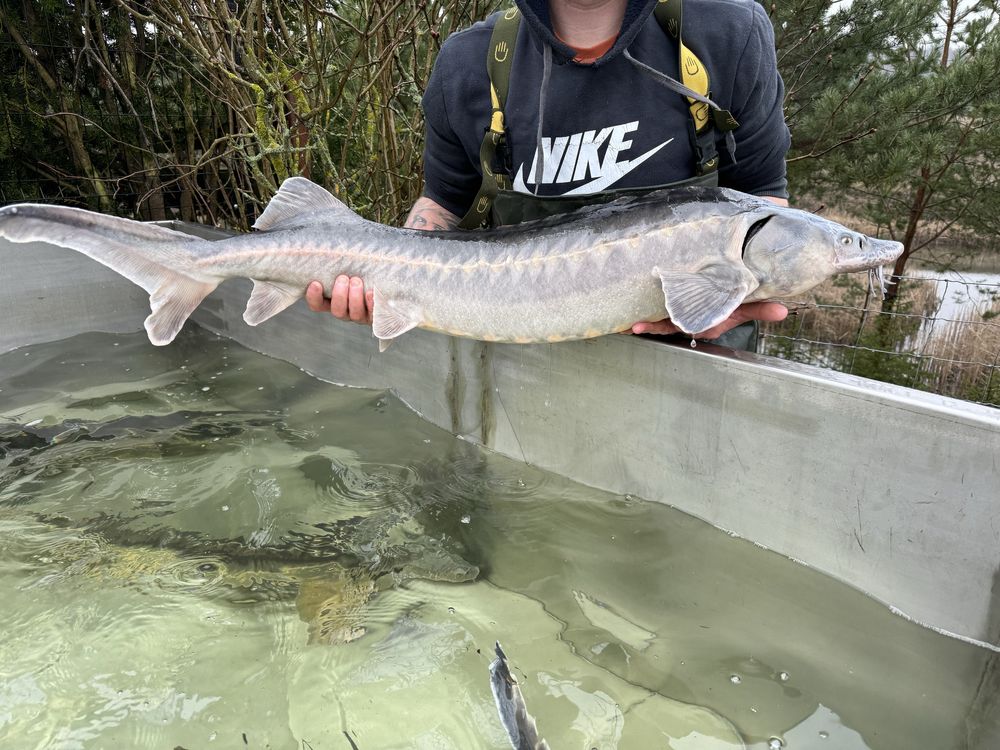 Jesiotr jesiotry duze na łowisko 8-12 kilo