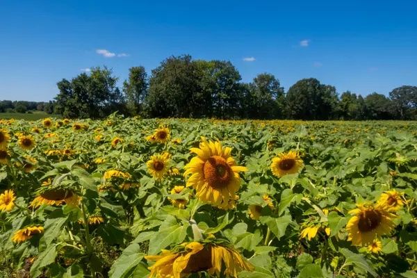Продам земельну ділянку осг 0.40 га