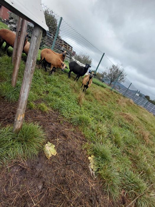 Witam sprzedam owce kameruńskie