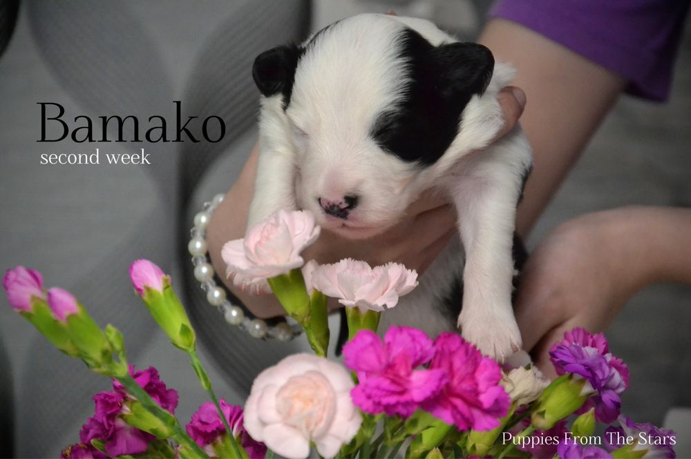 Suczka Border Collie Black&White
