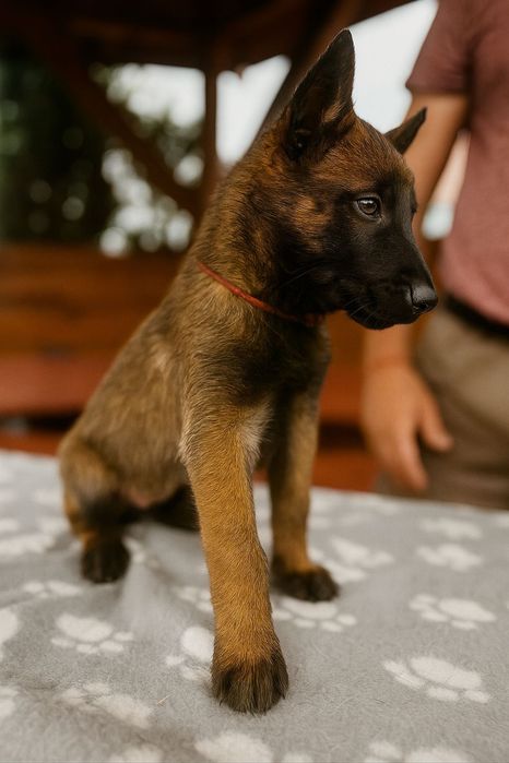 Owczarek belgijski Malinois