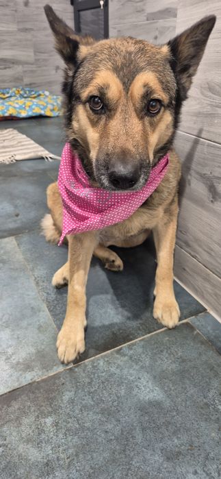 Suczka około pięć lat