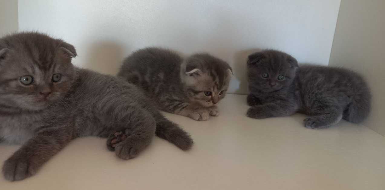 Scottish Fold котики