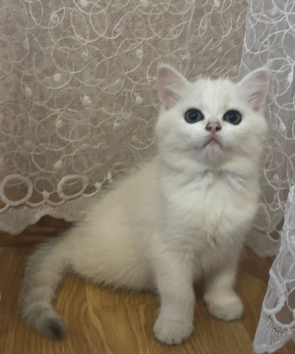 Срібна шиншила, кошенятка.
