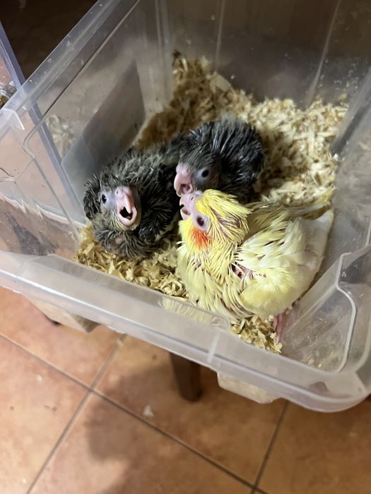 Caturras para acabar de criar a mao