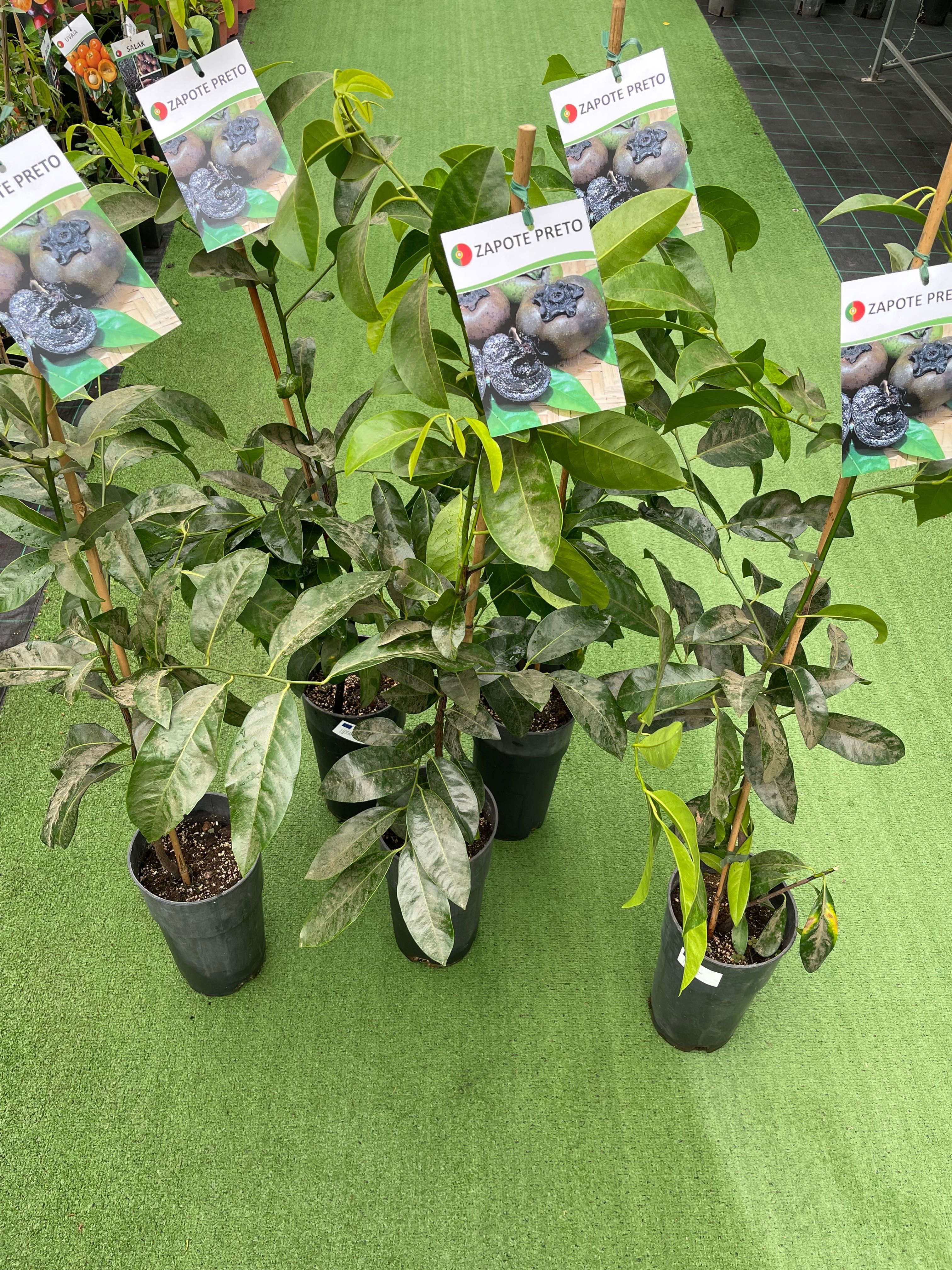 Zapote preto planta
