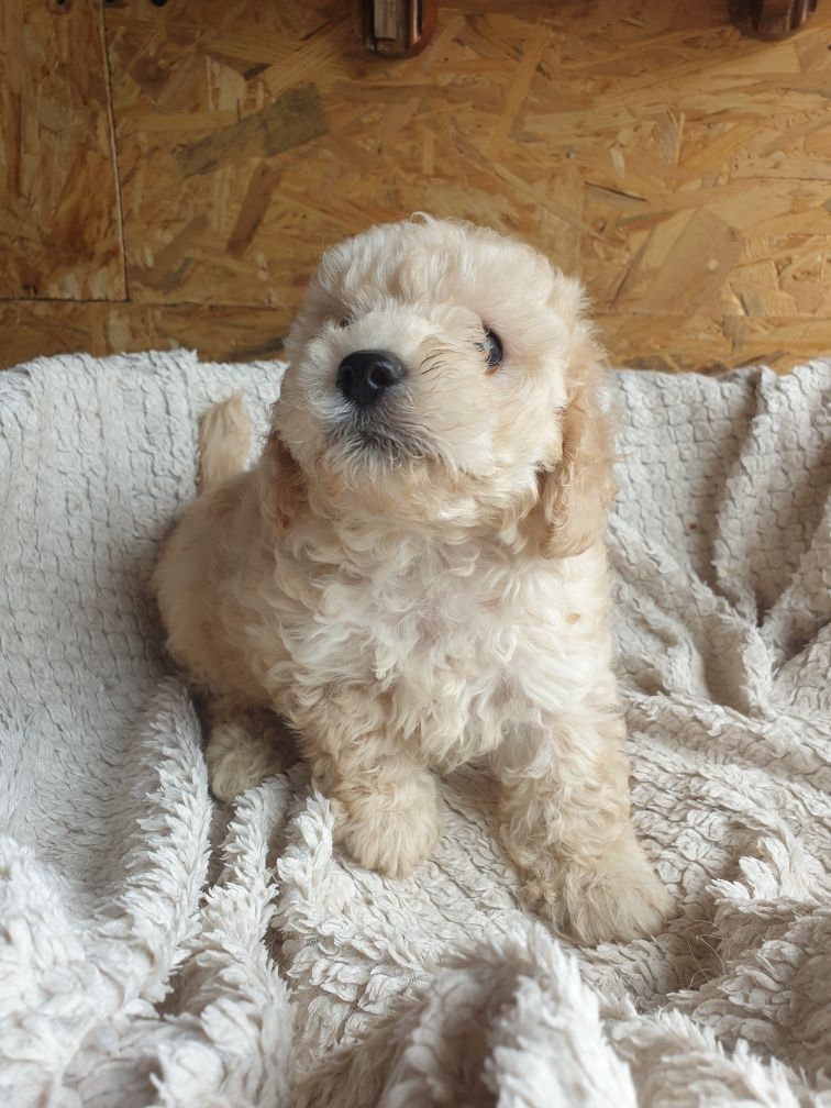 Bichpoo. Poochon. Chłopczyk Prince