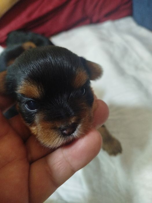 Продам щенков Йорке