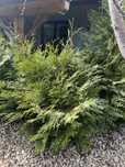 Thuja tuja sprzedam duże thuje 150 cm