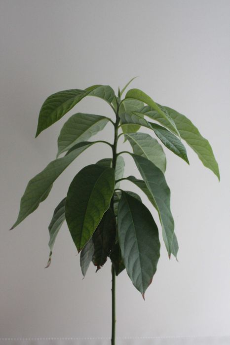 Drzewko awokado 2,5-letnie 60 cm.