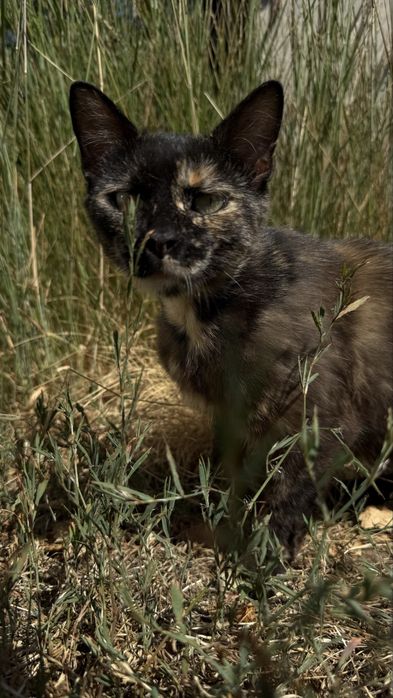 Стерилизованная девочка, кошка, котенок