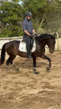 Cavalo Veiga manso para todos os cavaleiros