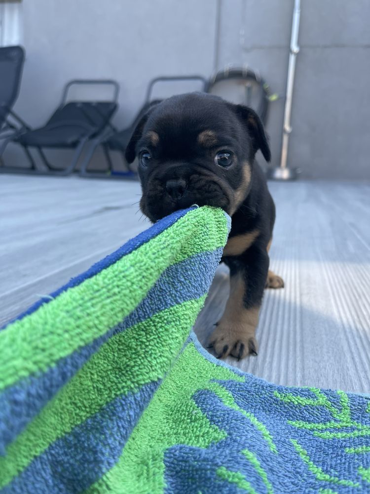 Bulldogue frances blak tan