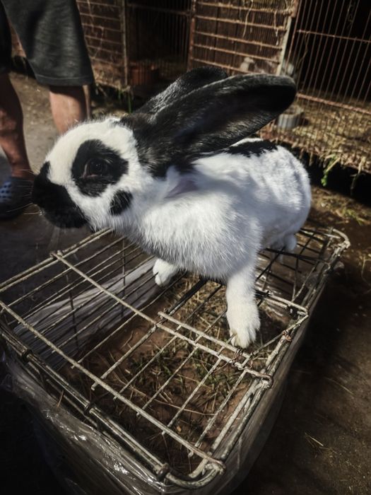 Sprzedam srokacze niemieckie