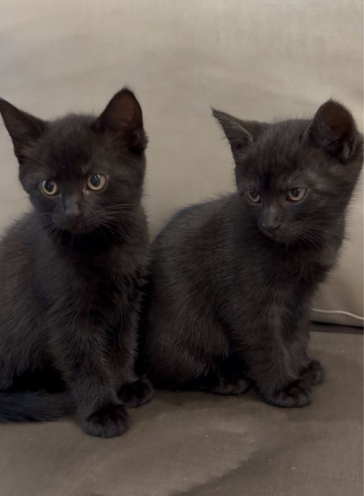 Прекрасные кошечки ищут семью. Привезем бесплатно.