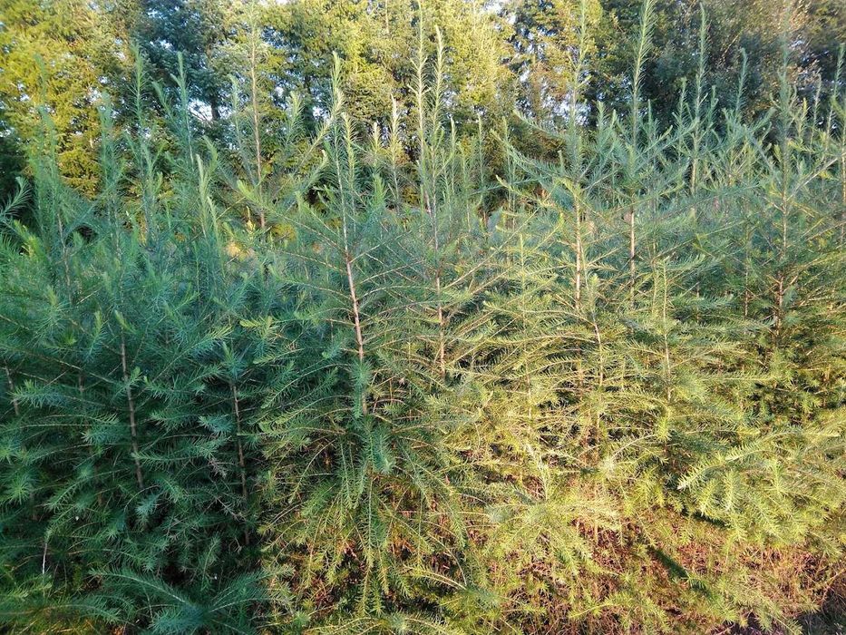 Sadzonki modrzew europejski 140 cm - 160 cm Szkółkowany