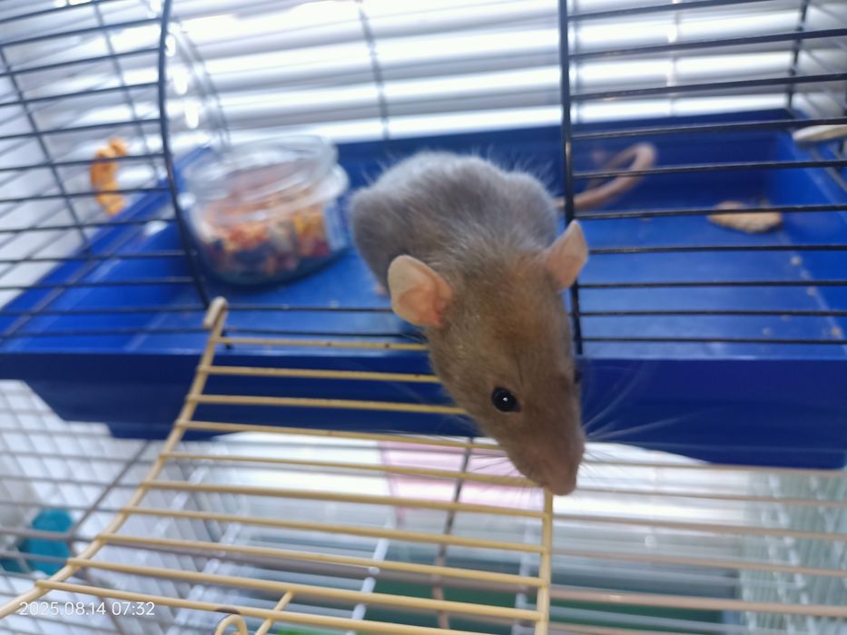 Продам крыску Дамбо с клеткой (не на корм питону)