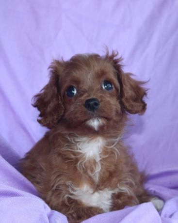 Cavapoo F1 Red / Cavadoodle suczka OKAZJA