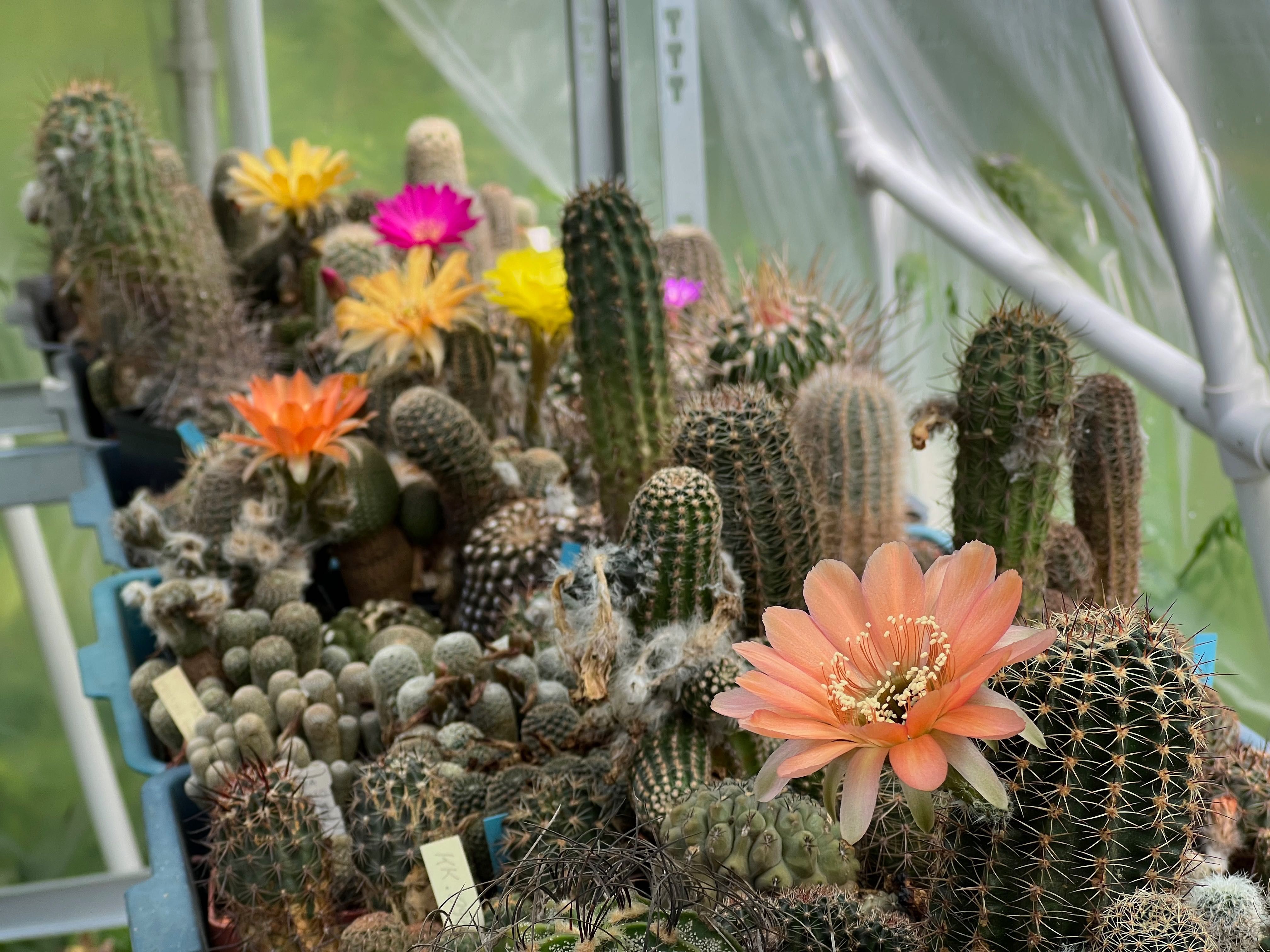 kolekcja ok 500 kaktusów: Lobivia, Echinocereus, Astrophytum i inne