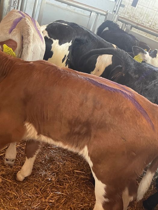 Sprzedam cielaki mięsne byczki jałóweczki