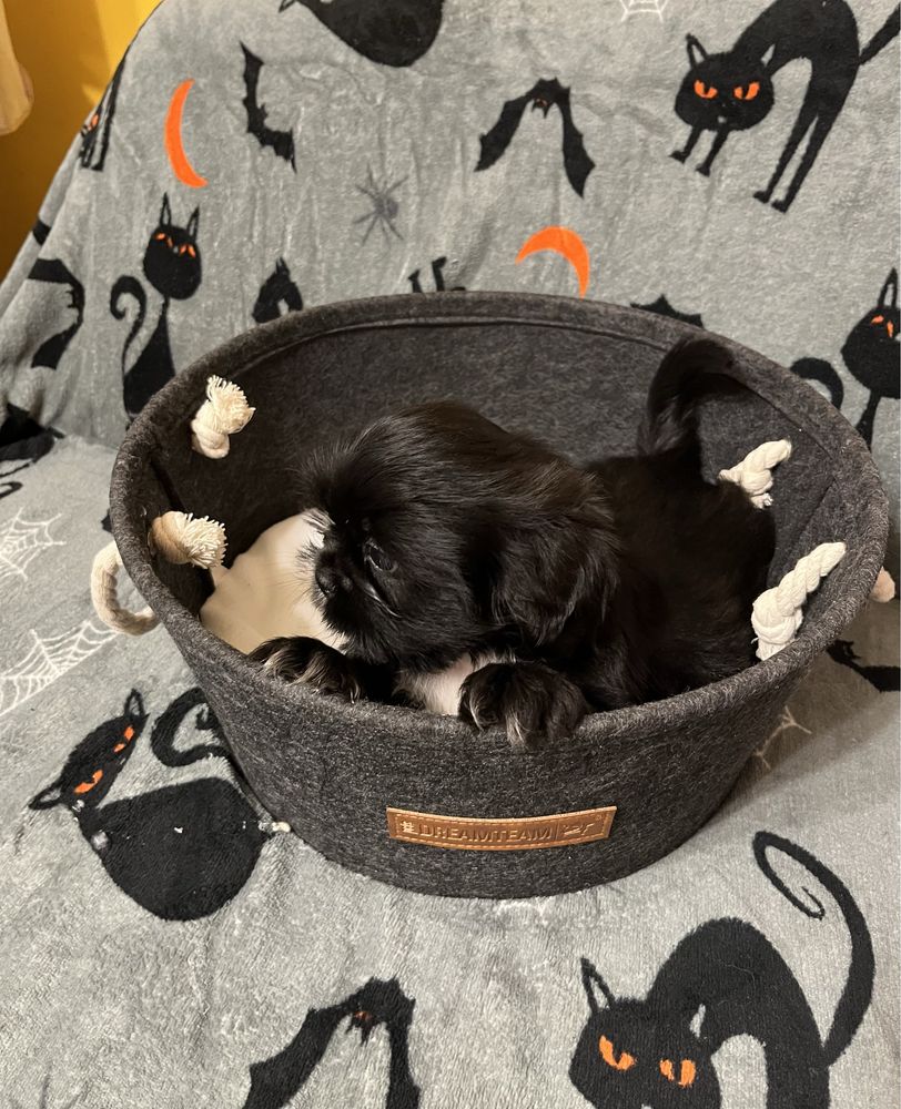 Shih tzu piesek