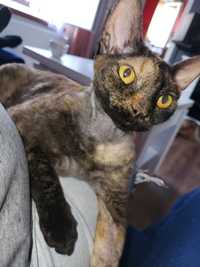 Koteczka Devon rex