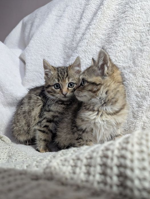 Кошенята, котики. Самбір