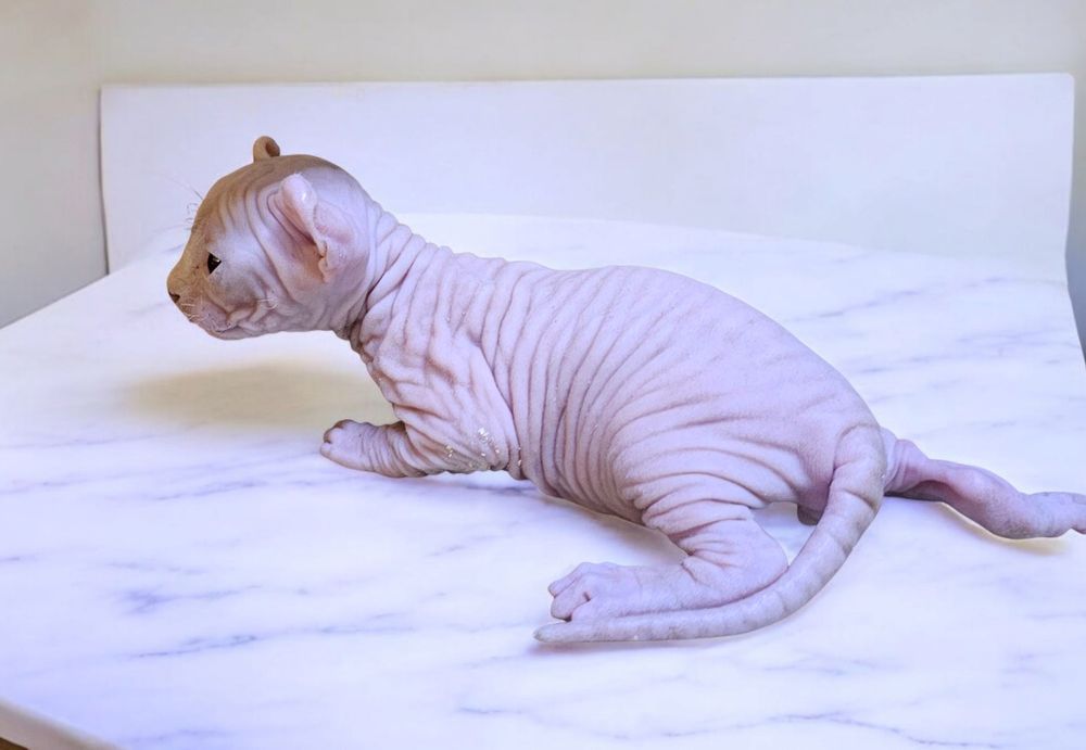 Кошенята різного віку. Ціни різні