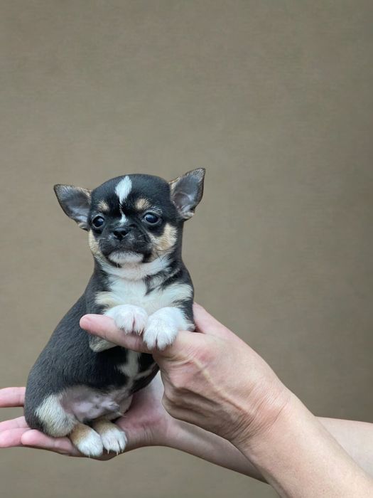 Самый маленький защитник в доме. Мальчик чихуахуа!