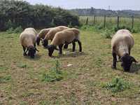 Ovelhas Suffolk Puras