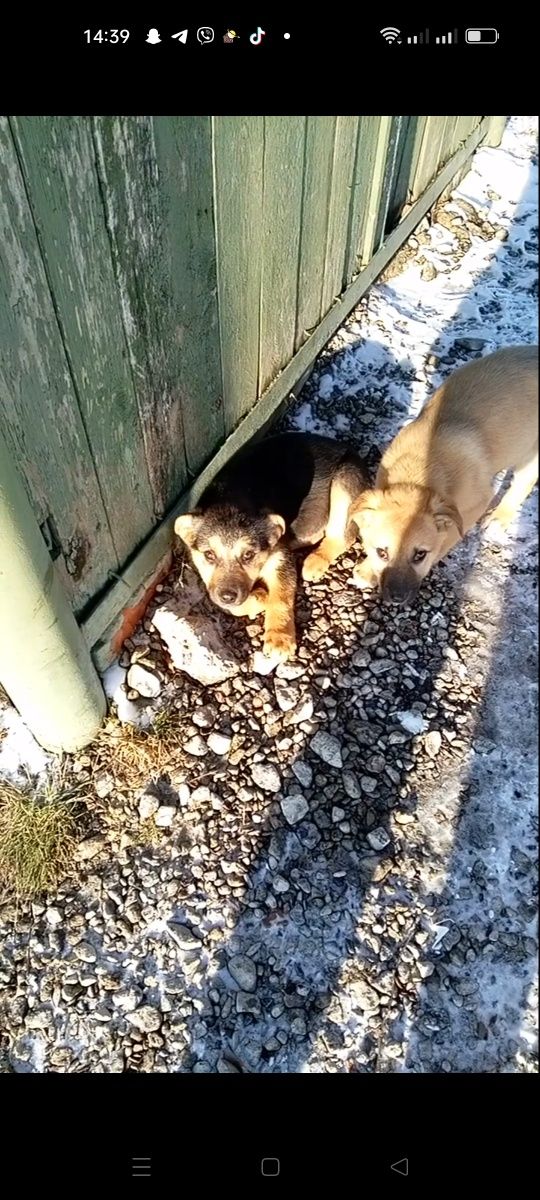 Маленькі дітки в пошуку сім'ї