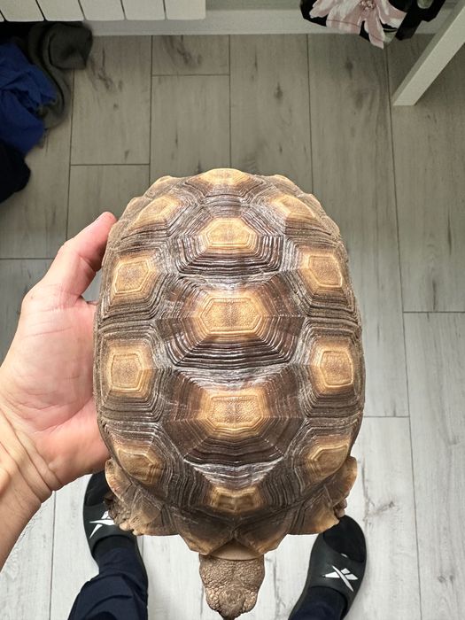 Terrarium dla żółwia