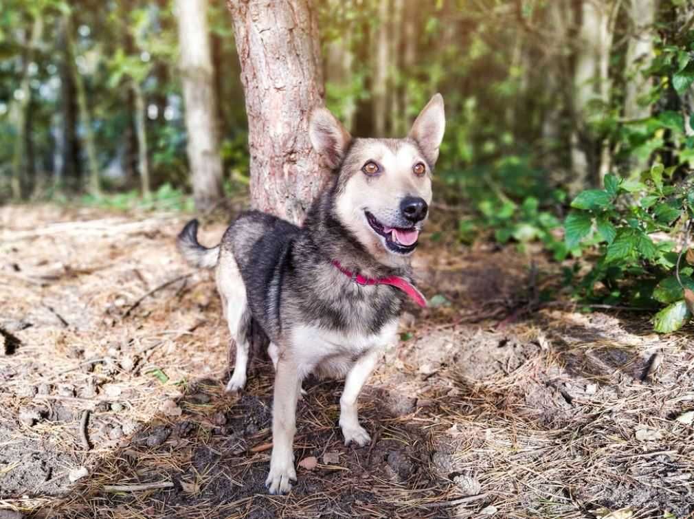 Towarzyski, uwielbiający dzieci psiak poleca się do adopcji!!!