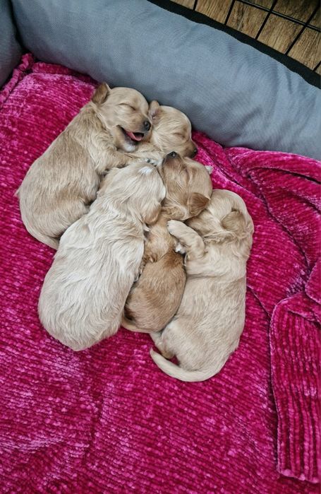 Maltipoo-suczka z czipem i rodowodem
