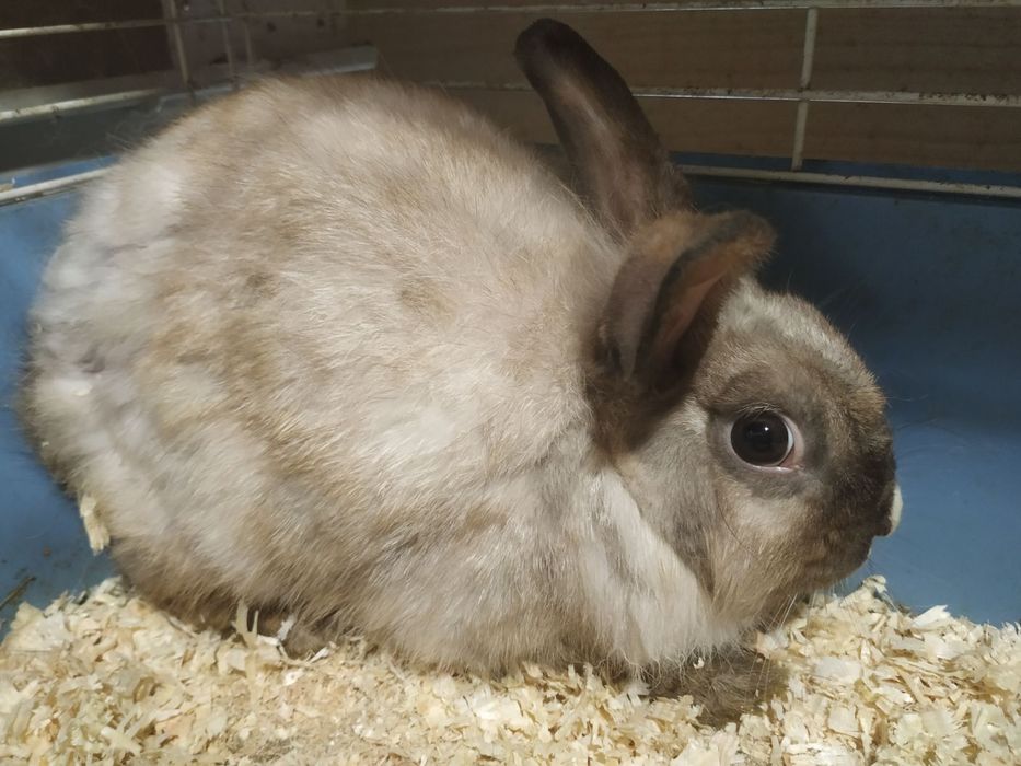 Продам декоративного кролика