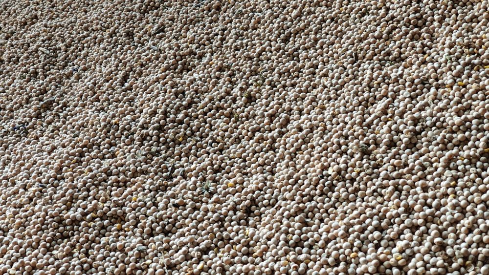 „Groch paszowy" z własnej uprawy