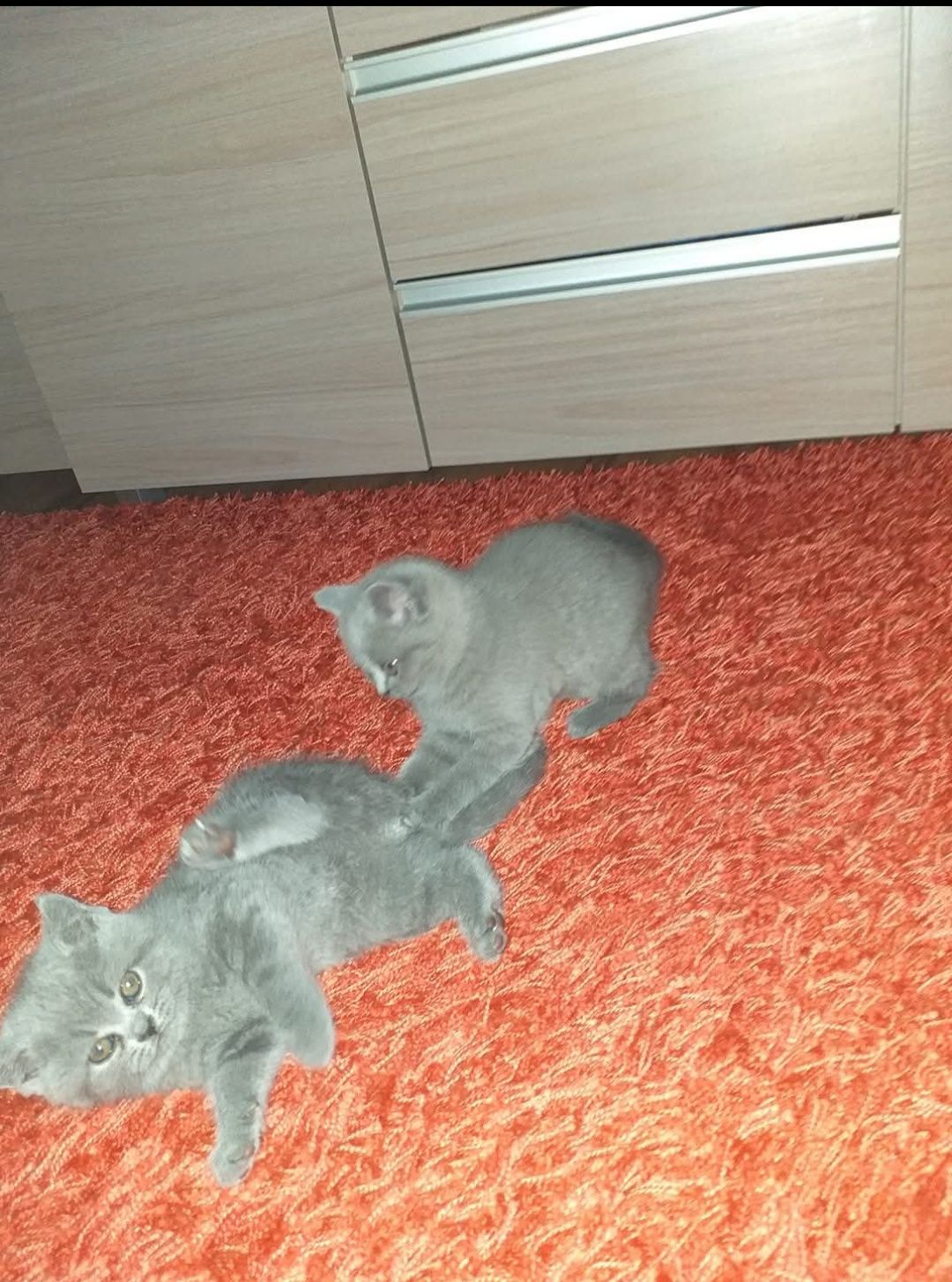 Kotki Brytyjskie odbiór 15 Lipca