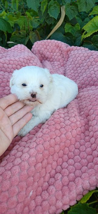 Bichon Maltes fêmea
