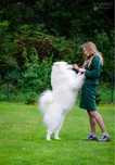 Samoyed reproduktor CHAMPION OF POLAND FCI ZKwP