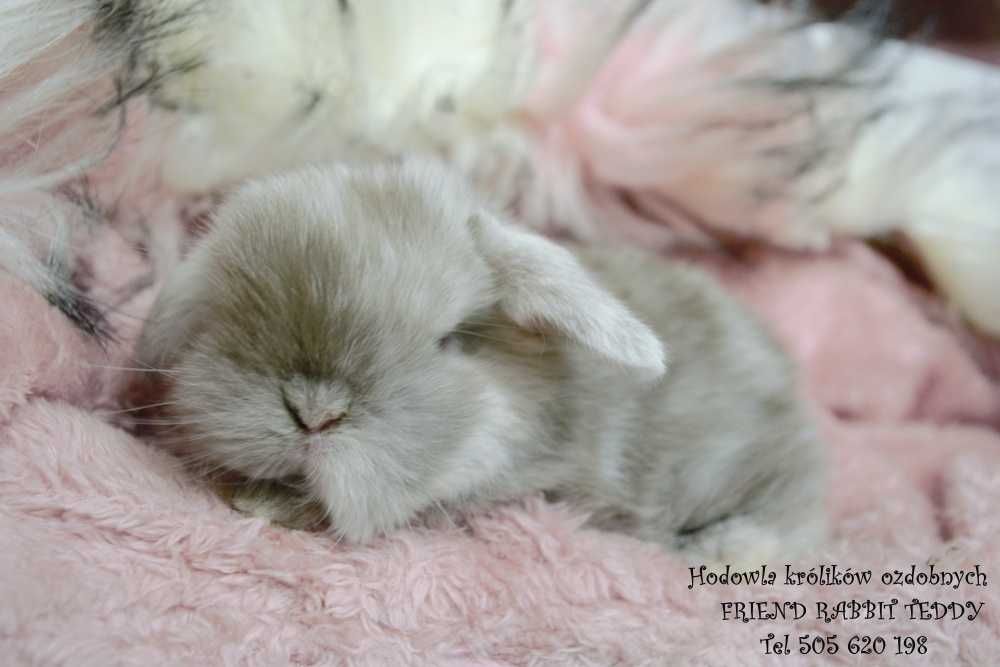 Do odbioru Mini lop karzełek teddy
