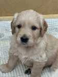 Golden Retriever zloty piesek ZKwP FCI