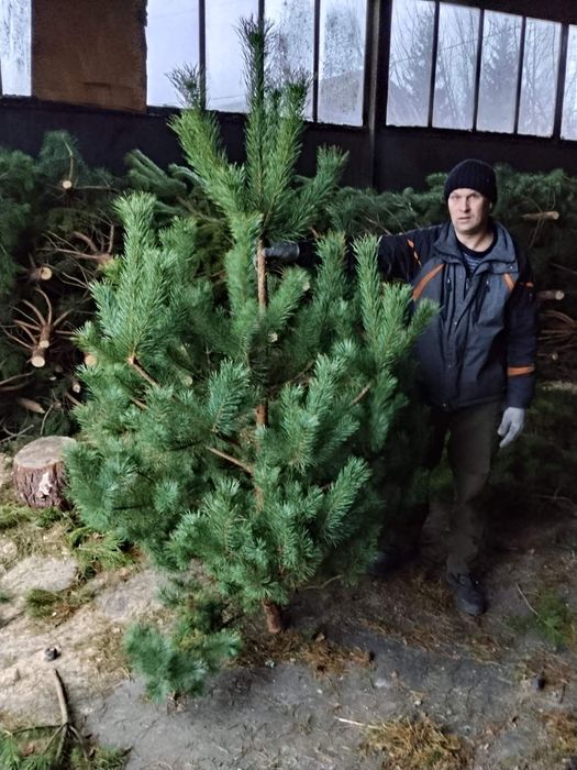 Сосна новорічна, опт