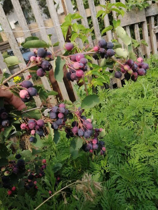 Продам саджанці ірги