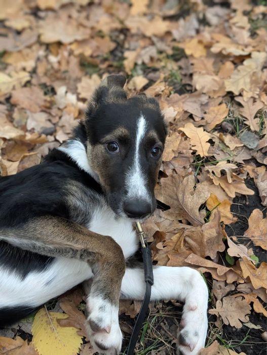 Сьюзі, мікс хаскі та вівчарки, 6 міс.