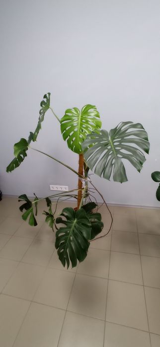 Продам кімнату рослину - монстера.